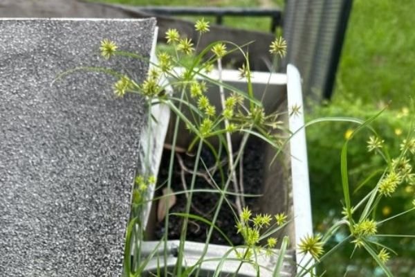 gutter-cleaning-service-company-near-me-in-orlando-fl-036